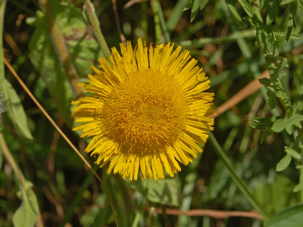 Pulicaria odora / Incensaria odorosa